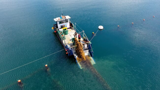 seaweed farming.