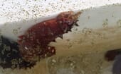 Sea cucumbers can help process marine sediments, making them useful bioremediators thumbnail