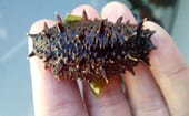 Juvenile sea cucumber at the fattening stage thumbnail