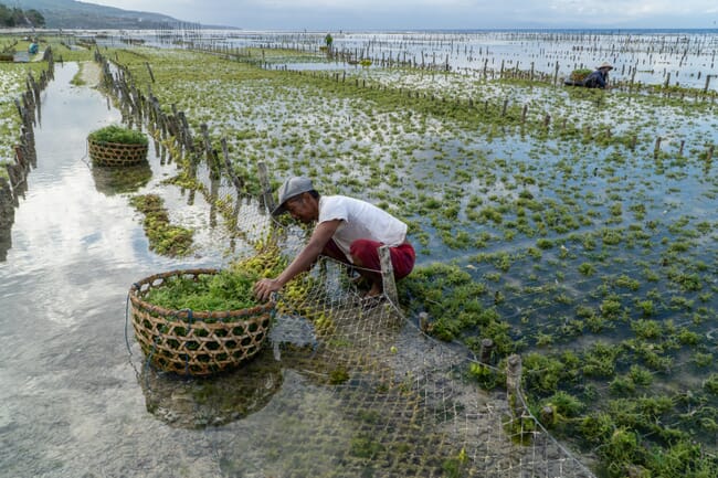 A man farming seaweed.
