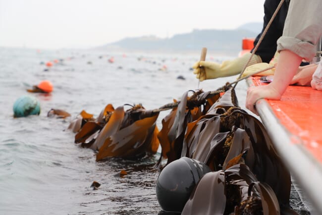 Seaweed harvesting.