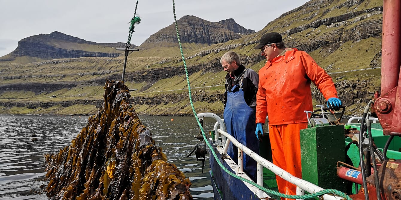 Two men looking at a line of rope-grown seaweed.