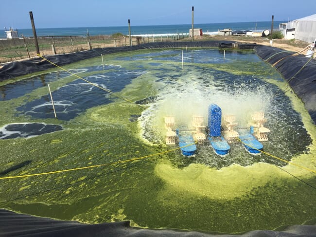 A shrimp farm.