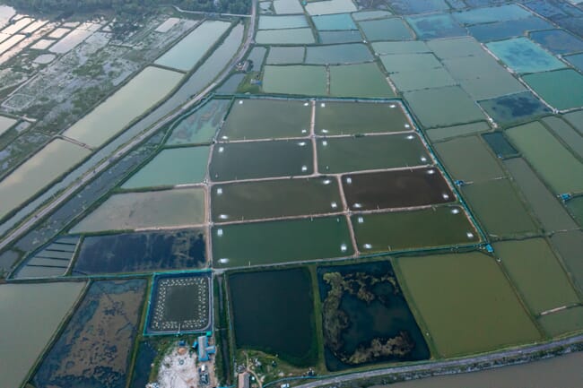 aerial views of shrimp ponds