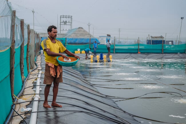 aquaculture technician feeding shrimp