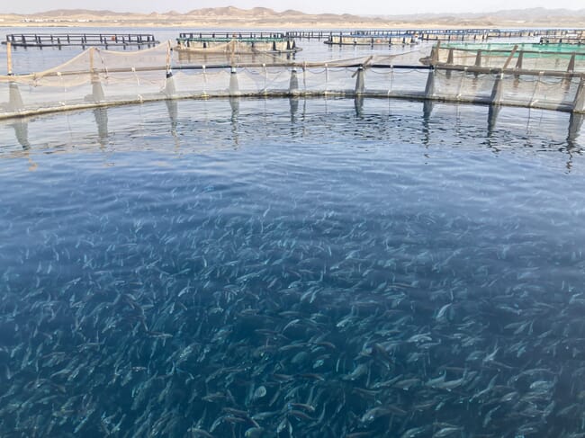 fingerlings swimming in sea cages