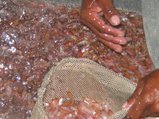 tilapia fingerlings