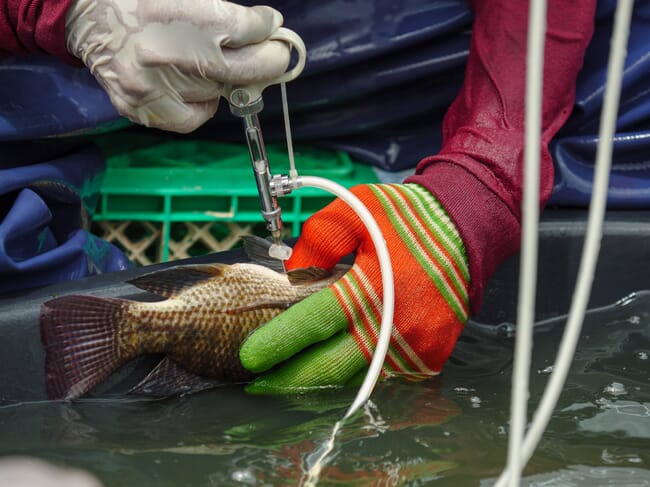 manual tilapia vaccination