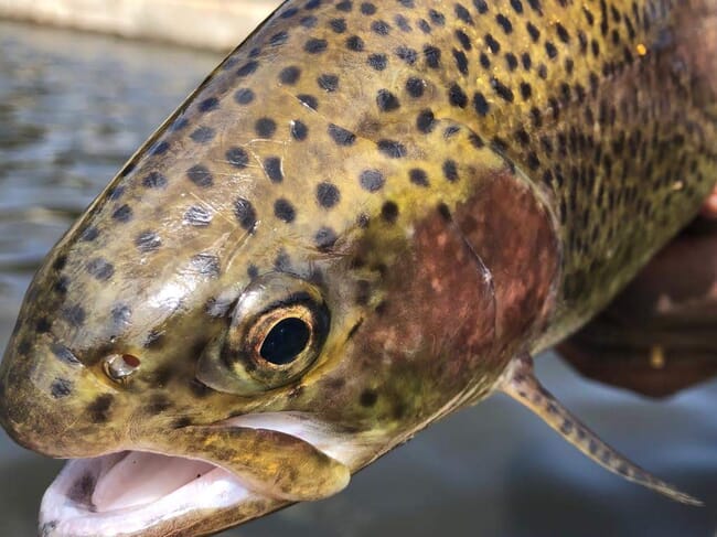 Rainbow trout