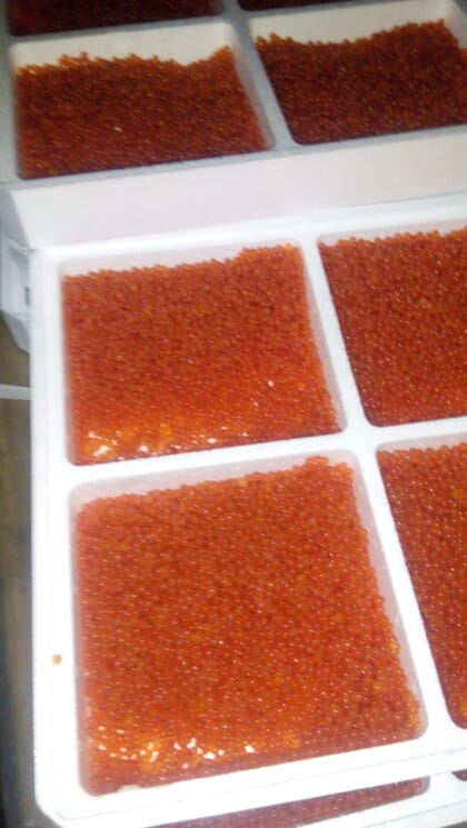 Trout eggs