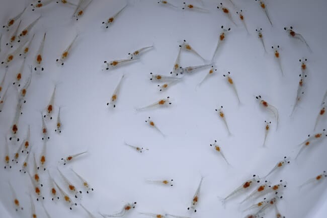 shrimp displaying white spot syndrome