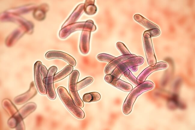 Vibrio bacteria under the microscope.