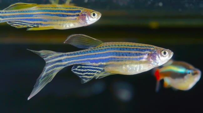 zebrafish