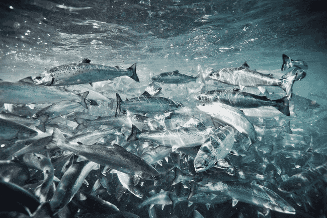 Salmon underwater.
