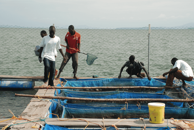 People working on a fish farm.