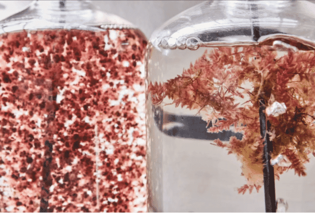 Asparagopsis seaweed.
