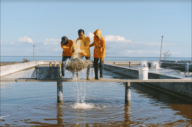 Shrimp biomass sampling