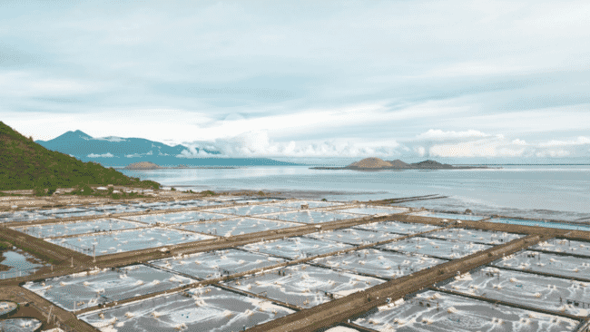 Shrimp ponds