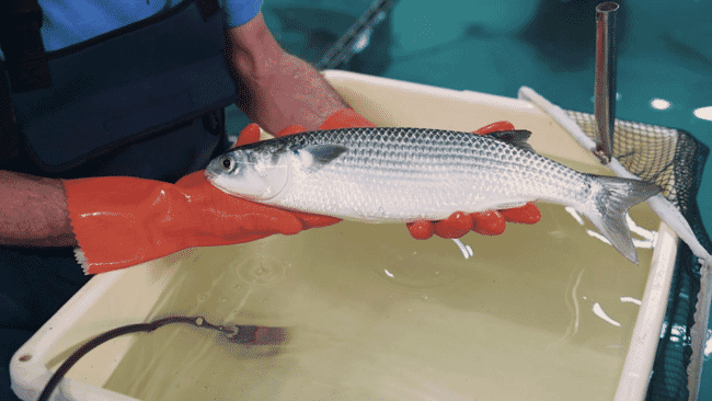 A fish being held above its tank.