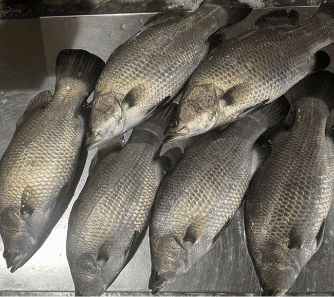 Asian seabass