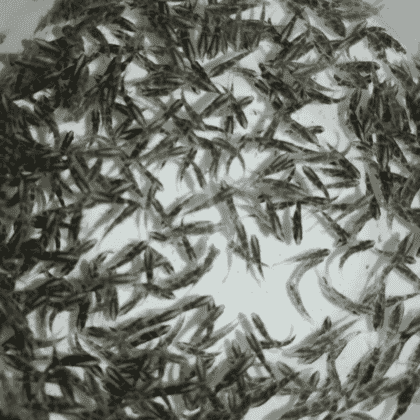 barramundi finerlings