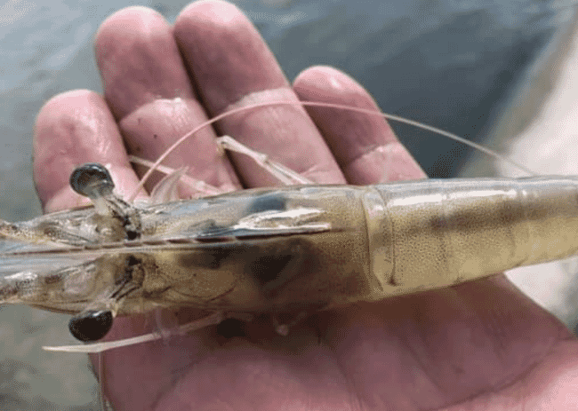 whiteleg shrimp